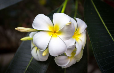 High angle view of white flowering plant