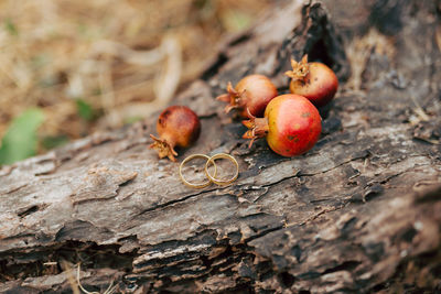 Close-up of fruits on tree