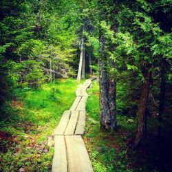 Footpath in forest