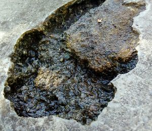 High angle view of crab on rock