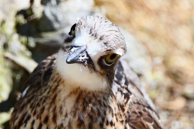 Close-up of a bird