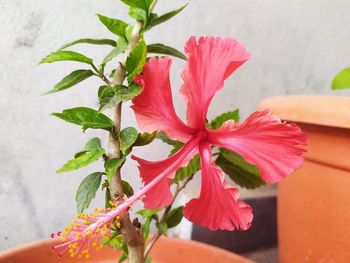 Close-up of red flowering plant