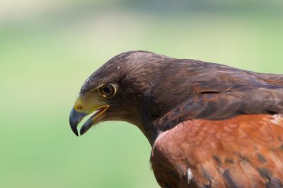 Close-up of eagle