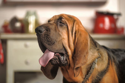 Close-up of dog looking at home