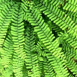 Full frame shot of green leaves