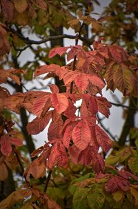 Close-up of red maple leaves on tree