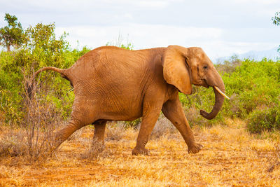 Side view of elephant walking in forest