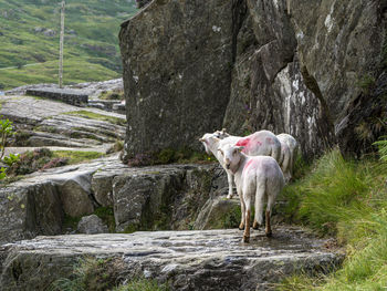 Scenes from the ogwen valley in snowdonia, north wales, uk.