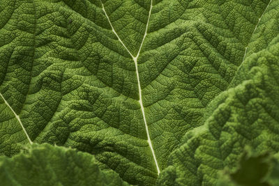 Full frame shot of leaf in forest