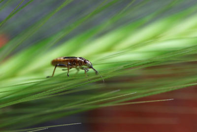 Close-up of insect on leaf