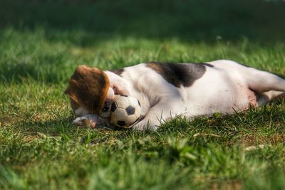 View of a dog resting on field