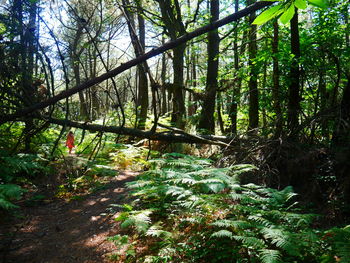 Trees growing in forest