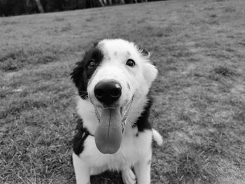 Portrait of dog on field