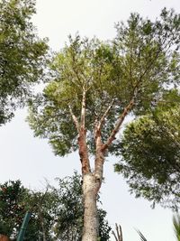 Low angle view of trees against sky