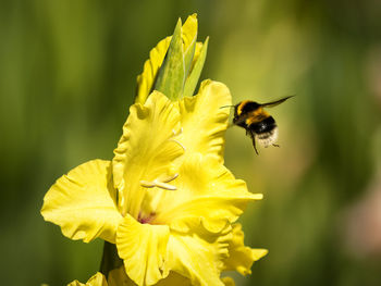 Bee pollinating on flower