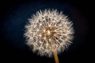 Close-up of dandelion against black background