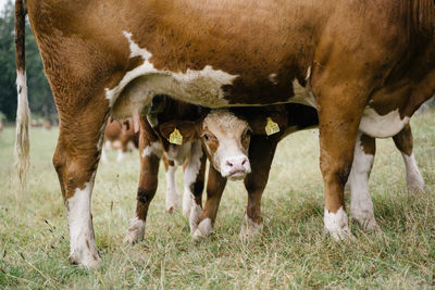 Cows standing in field