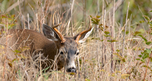 Deer in a field