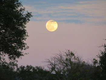 Low angle view of trees against sky at dusk