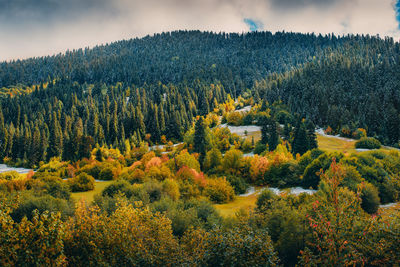 Scenic view of forest during autumn