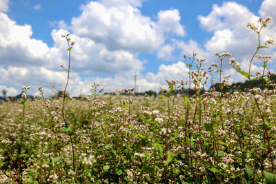 Close-up of flowering plants on field against sky