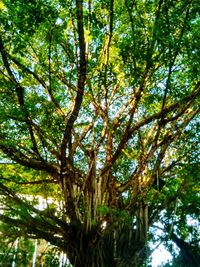 Low angle view of trees in forest