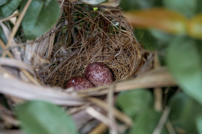 Close-up of plant