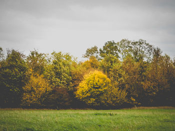 Trees on field against sky during autumn