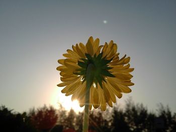 Close-up of yellow flower