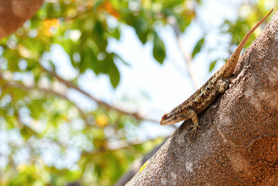 Close-up of lizard on tree trunk