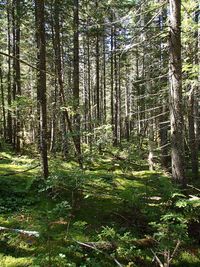 Trees growing in forest