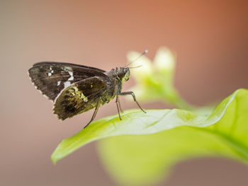 Close-up of butterfly on leaf