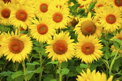 Close-up of yellow flowering plants