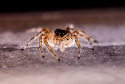 Close-up of spider