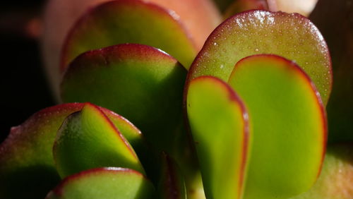 Close up of green leaves