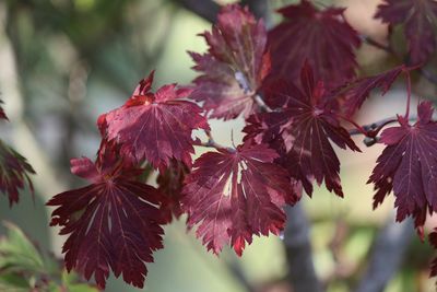 Close-up of autumnal leaves on plant