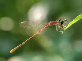 Close-up of dragonfly on leaf