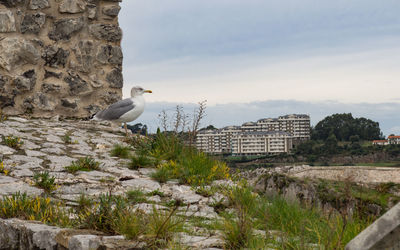 Seagull on the stone floor on the coast