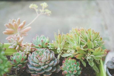 Close-up of pink flowering plant