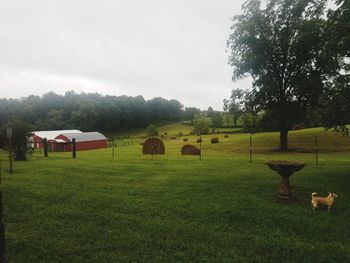 Scenic view of farm against sky