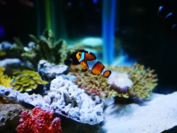 clown fish