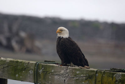 Bald eagle perching on wooden post