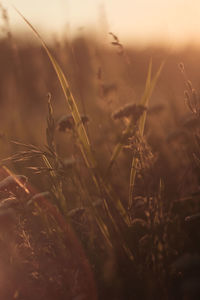 Close-up of stalks in field