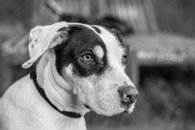 Close-up of dog looking away