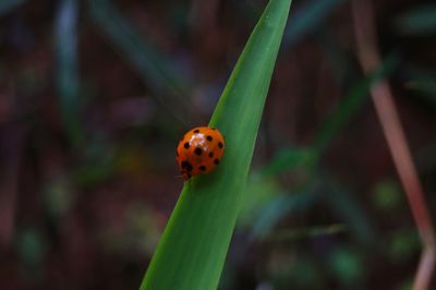 Close-up of ladybug on plant