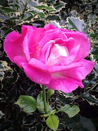 Close-up of pink rose