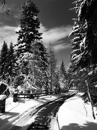 Snow covered road amidst trees against sky