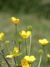 Close-up of yellow flowering plant