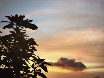 Trees against cloudy sky at sunset