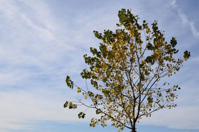 Low angle view of flowering tree against sky